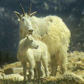 Mountain goats make the Anthony Lake area their home. Photo by William Sullivan