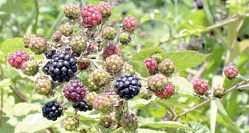 A cluster of blackberries can be found in late summer at many South Coast sites.