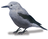 Keep your eyes open for Clark's Nutcracker - native to this area. It is the only bird species to be named after William Clark of the Lewis & Clark expedition.